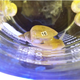 Illustration for article titled Forgetful snails could tell us about how our memories work